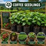 Coffee seedlings KR series
