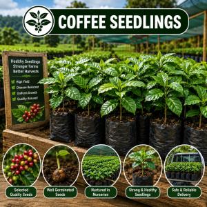 Coffee seedlings KR series