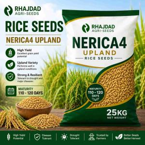 Rice NERICA4 Upland
